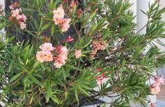 Al lado del mar "Villa Tortuga 12" - Foto 35