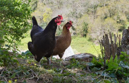 Watermill Cottages - 18th Century converted Mill 10 mins from beach - Foto 49