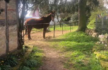 Ferienwohnungen auf einem ehemaligen Bauernhof - Foto 28