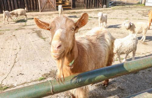 Saddlers Cottage, Berllandeg Farm - Foto 25