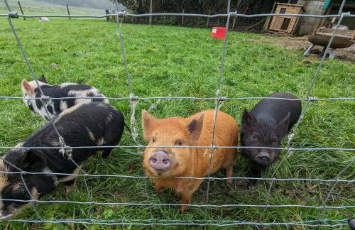 The Old Farmhouse at Brackenthwaite Farm - Photo 33