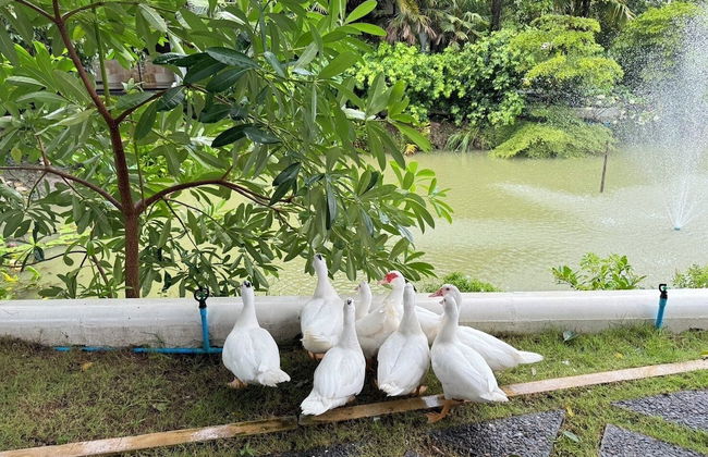 Huge Pool Villa with Private Lake - Foto 42