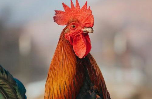 Matanah Meadows Farm, Great for 2 Families, Sequoia National Park and Working Farm - Foto 39