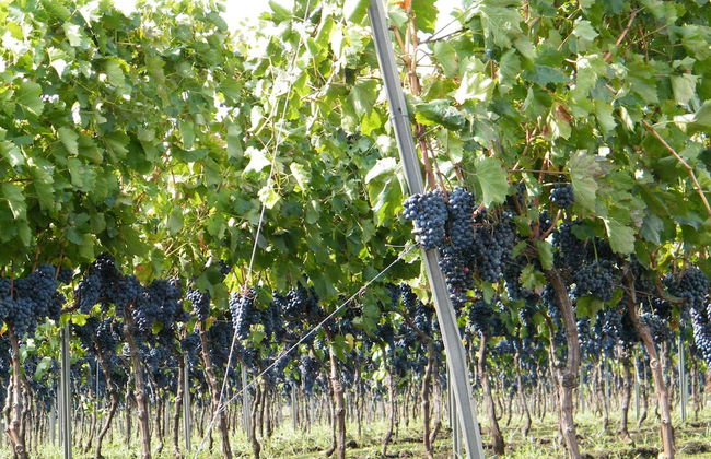 Etna Wine Agriturismo - Foto 42