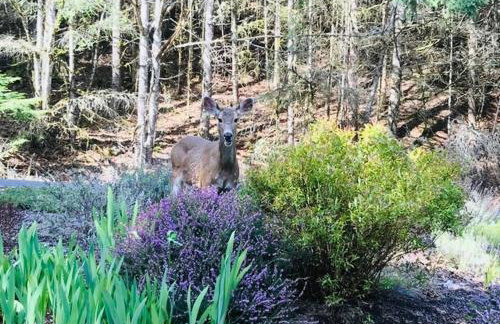 The Mountain House - Foto 11