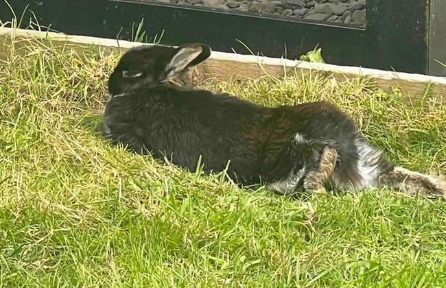 Cute and Cosy Shepard hut With Wood Fuel hot tub - Foto 42