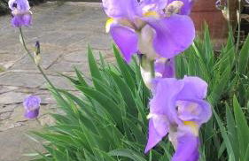 Il Borgo dei Pini - Foto 43