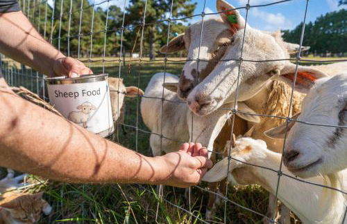 Meadow Farm in Holly Springs, NC - Foto 39