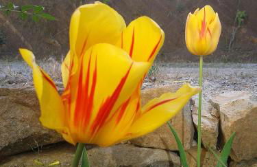 Villaggio dei Balocchi - Foto 68