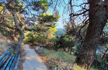 captain Ivo - Foto 2