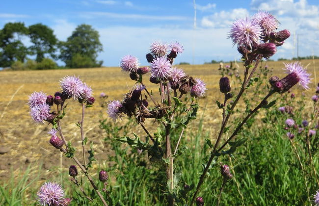 Traditional Apartment near Sea in Kühlungsborn - Foto 14