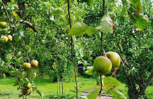 Hering FeWo I Apartment Terrace - Foto 32