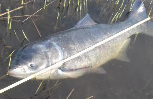 Haus 'am Selliner See-wismar' - Foto 11