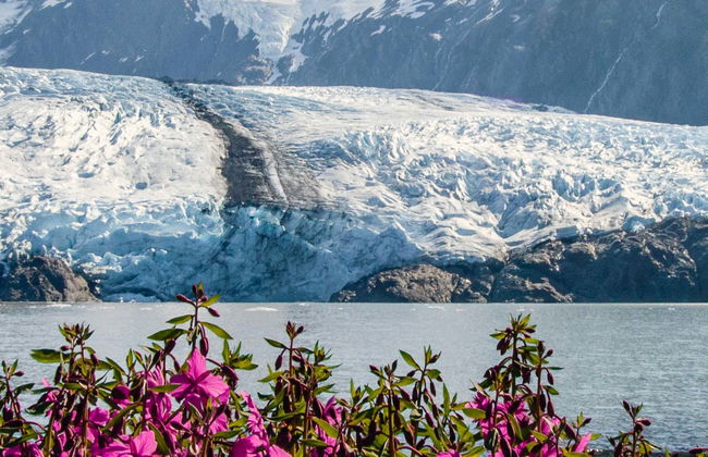 Visita al ghiacciaio Portage e al Centro Conservazione Wildlife - Foto 5