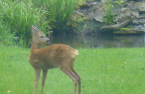 Weir Cottage - Foto 41