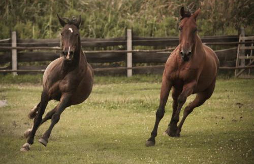 Rancho Colorado - Foto 13