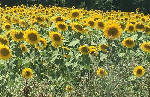 Casa RODA - Photo 61