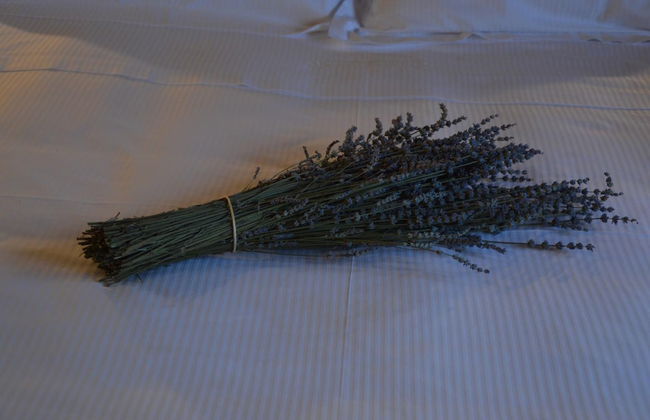 Fattoria Lucciano - Foto 17