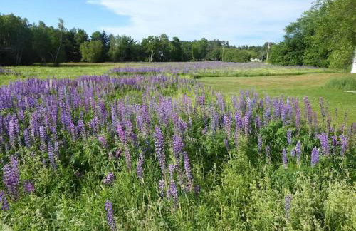Sugar Maple Farm near Acadia - 5 Bedrooms, 5 Beds with FirePit and Large Deck - Foto 9