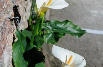 Apartamento con jacuzzi a orillas del Río Sella - Foto 7