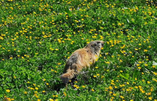 Chalet Emilie - Foto 22