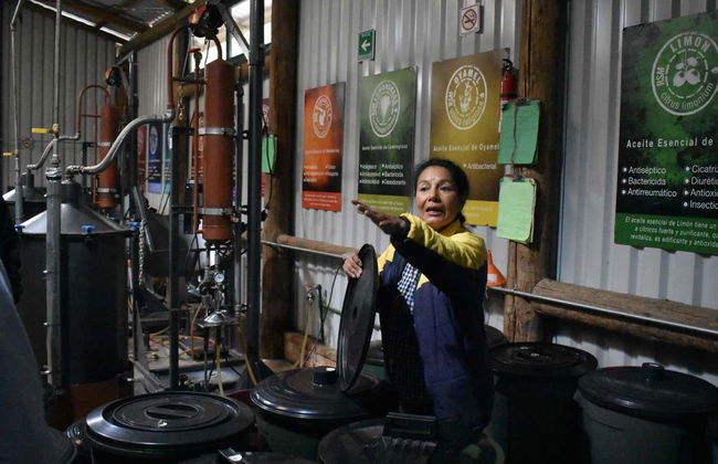 Champs de lavande, Hacienda de Chautla et Val'Quirico - Photo 1