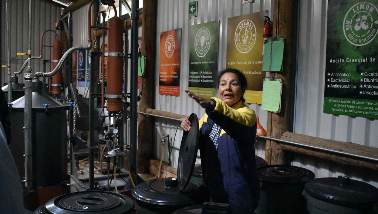 Durante il laboratorio di lavanda