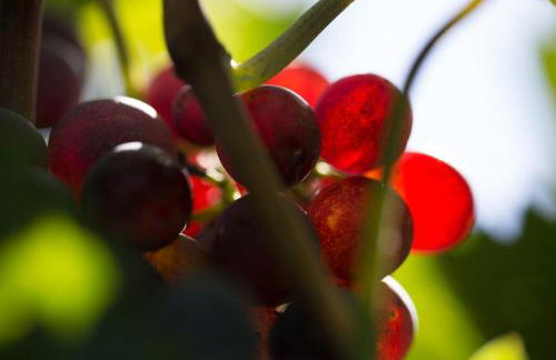 Relais I Dolci Grappoli - Foto 100