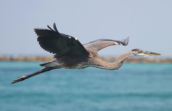 Coastal Nest @ Enclave 602a - Foto 29