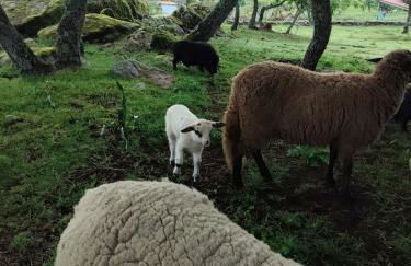 Tapada das Carvalhas - Foto 35