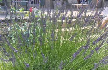 La Manaude - Photo 36