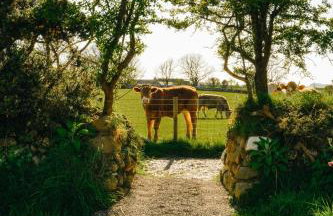 ARA Cabin - Mêl - Foto 34