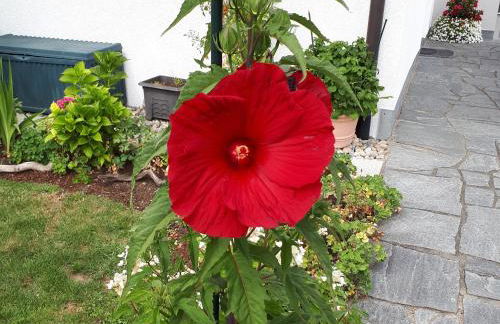 Ferienwohnungen Burgenmeister - Foto 7
