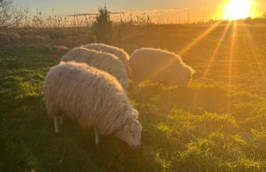 Marijanas Ferienhof 1, Urlaub mit viel Platz zwischen Dornumersiel und Bensersiel - Foto 2