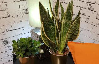 Apartman i Studio apartman Majoli - Foto 23