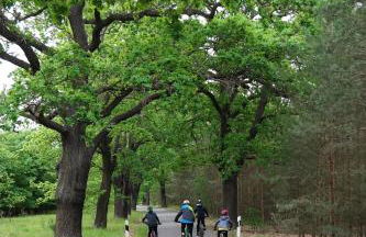 Ferienwohnung Seenland - Photo 18