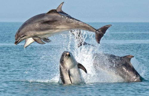 Welsh Bayview Retreat 2-Bed Caravan & 2-Bed Chalet at Clarach Bay Holiday Village - Foto 66