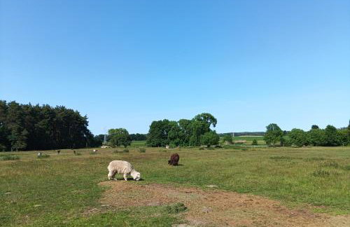 Smocze Ranczo 3 - Foto 79