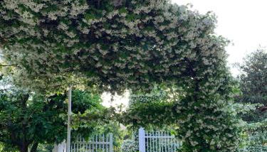 Ginger House - Foto 5