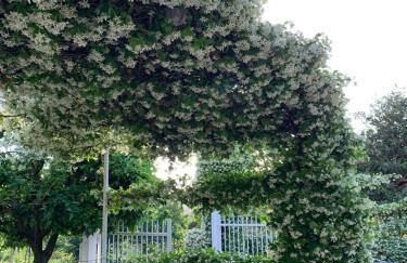 Ginger House - Foto 5