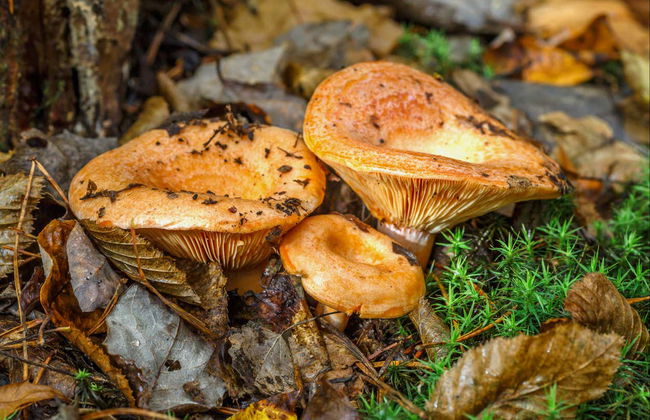 Mushroom Picking Quad Tour - Photo 7