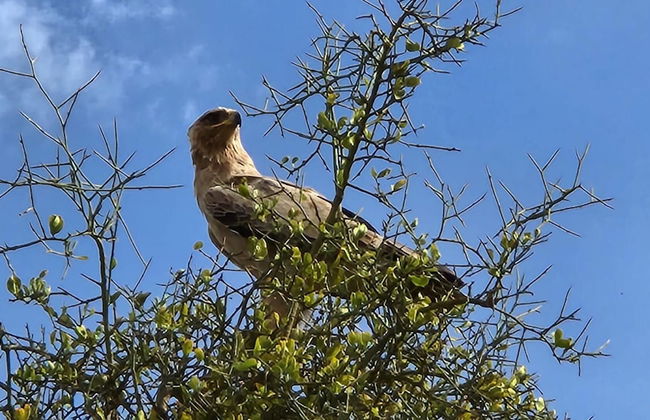 Amanya Star Bed Amboseli - Foto 3