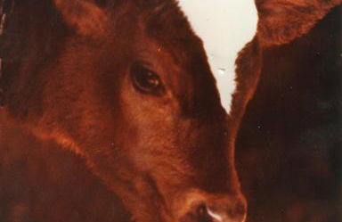 Masia Can Constans - Foto 77