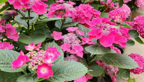 Ma Choupette - Foto 4