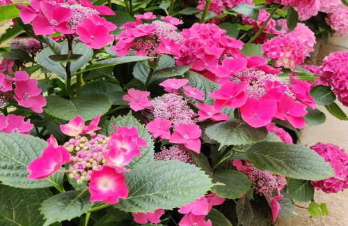 Ma Choupette - Foto 4