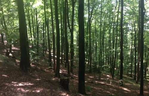 Familien-Appartement Schwarzwald bei Freiburg mit bis zu 4 Schlafzimmern - Foto 70