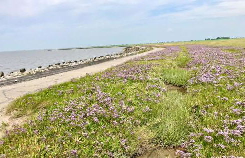 Haus MeerAuszeit - Erholung an der Nordsee - Foto 37