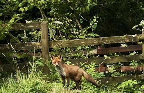 Blaengwen Bach - Photo 17