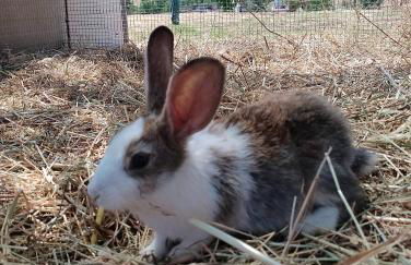 Minicasa nella fattoria - Foto 25