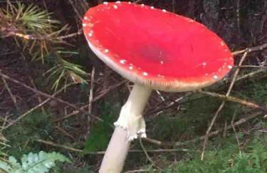 Cosy cottage in Snowdonia hamlet - Foto 41